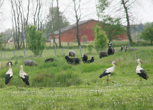 storke ved Nørager